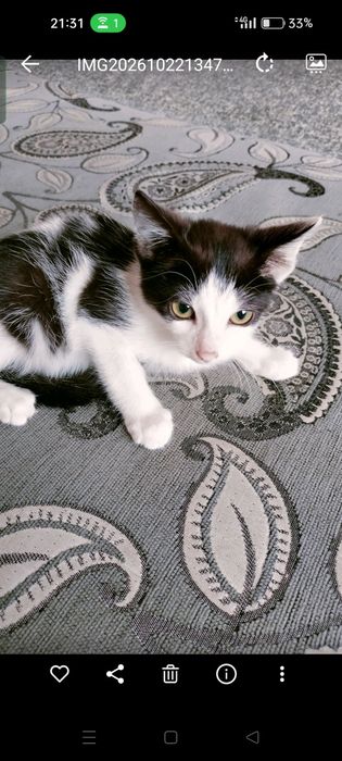 Отдам красивого котенка 2.5 мес.