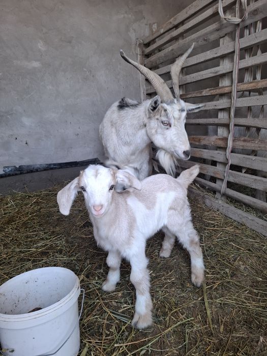 Альпи француз сүтті ешкі, 4-5л сүті бар