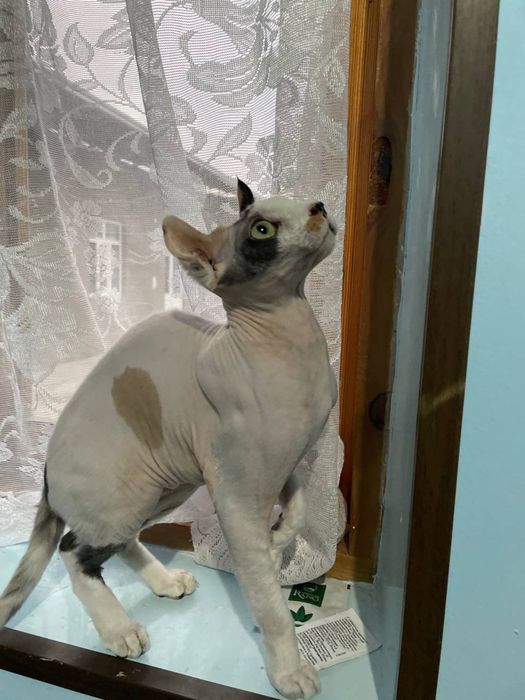 Продается девочка сфинкс породы эльф 7,5 месяца