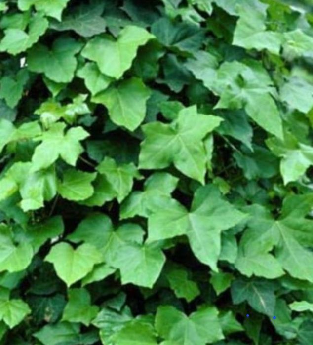 Домашние  цветы.