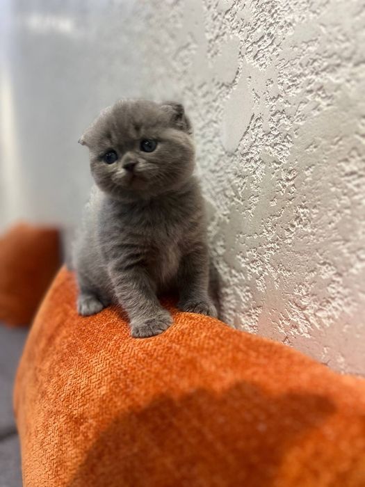 продается девочка скоттш фолд