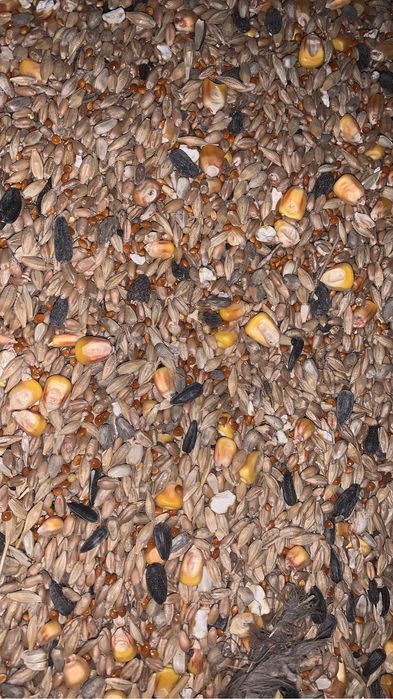 Арпа , ақбидай , ячмень , пшеница