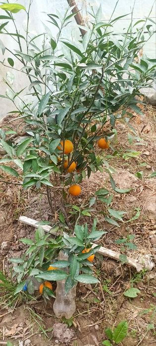 Ховли жой сотилади 13 сотихли