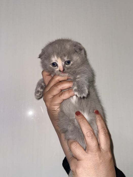 акция улгуриб колинг