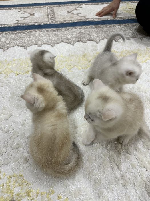 чистокровный вислоухий котенок Скотиш фолд Skotish fold