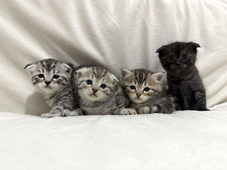 Чистокровные шотландские вислоухие котята