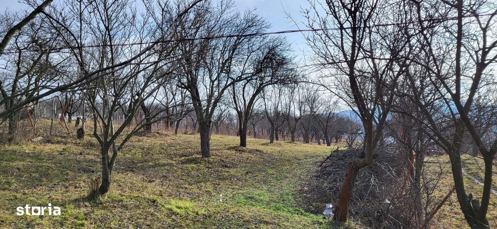 Teren Intravilan 43Ari zona Ortelec-Zalau intre case 4800eur/ar