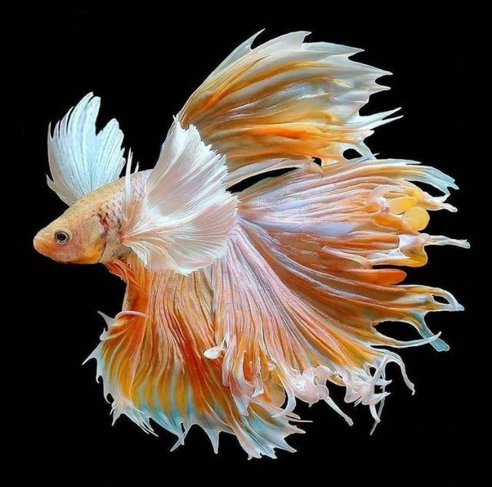 Петушок баликлар ката асартиметда