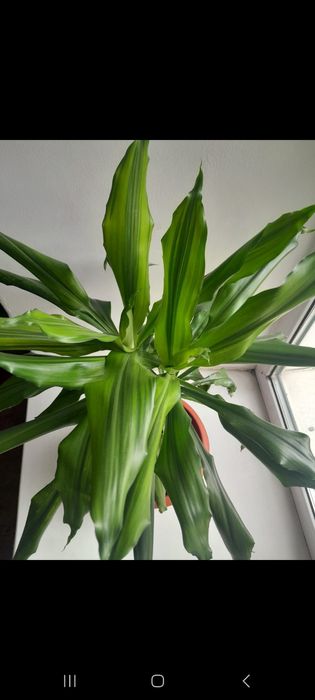 Драцена комнатное растение