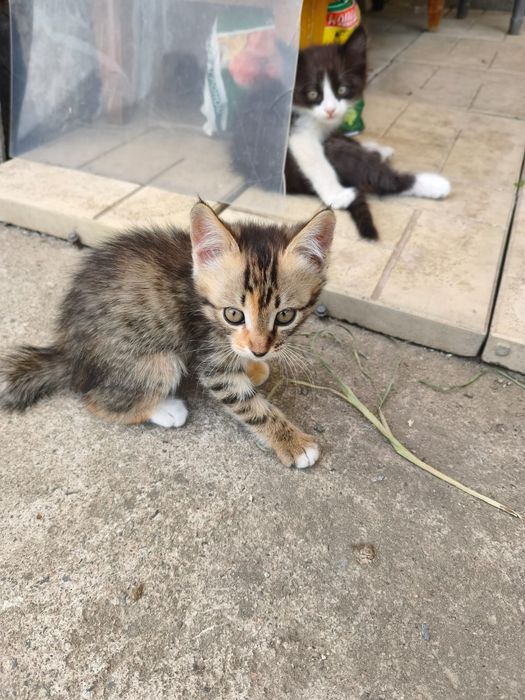 Котята крысыловы