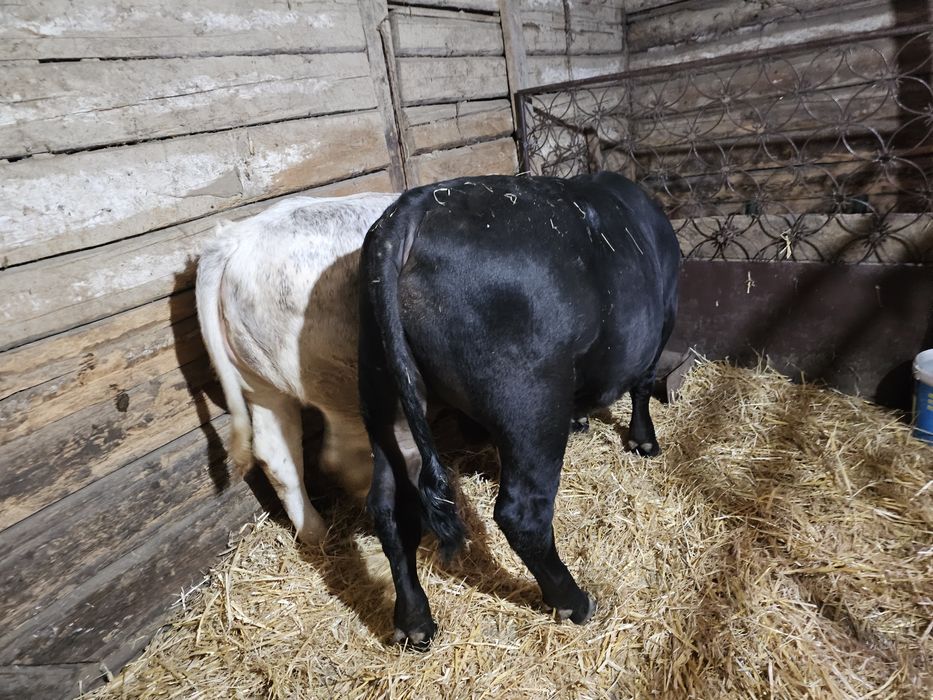 Vitel angus de lapte