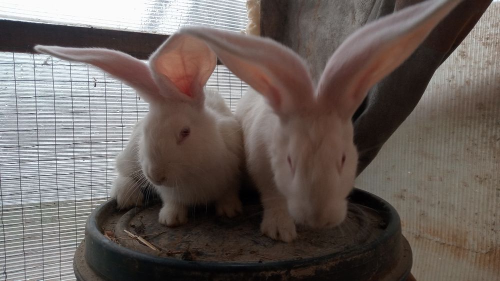 Vînd iepuri uriaș german