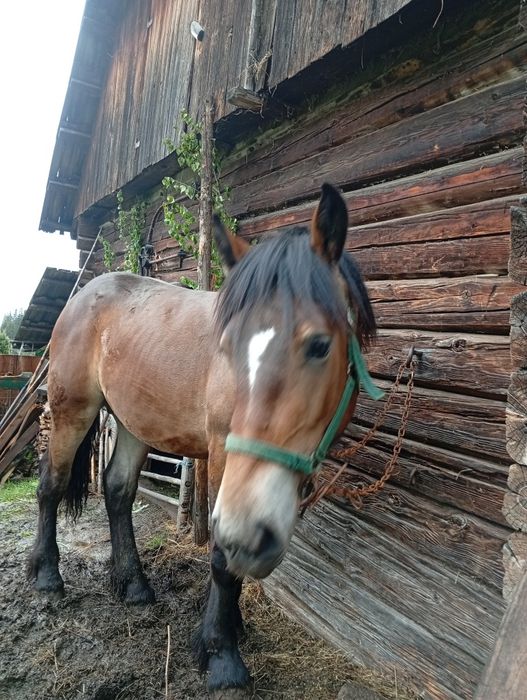 Vând mânz 1 an și o lună