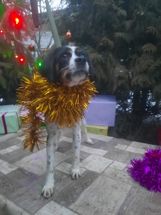 ПорОдиСтыЕ соБаЧки а приюте