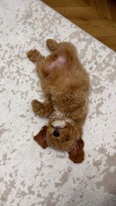 Продаётся щенок мальтипу, 2,5 месяца