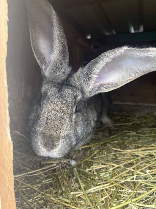 Mascul de Urias German Metis