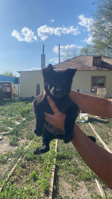 Продам щенков бельгиской овчарки