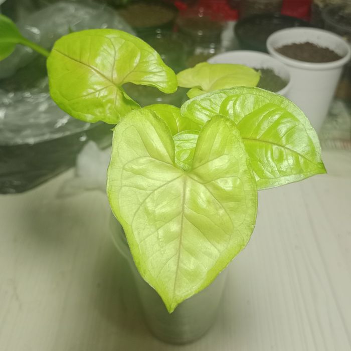 комнатное растение сингониум баттерфляй аллюжн