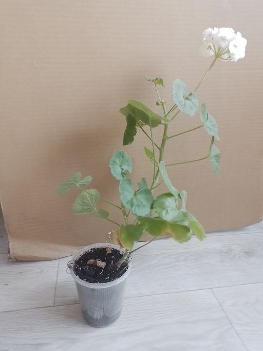 Продаю Герань красивую