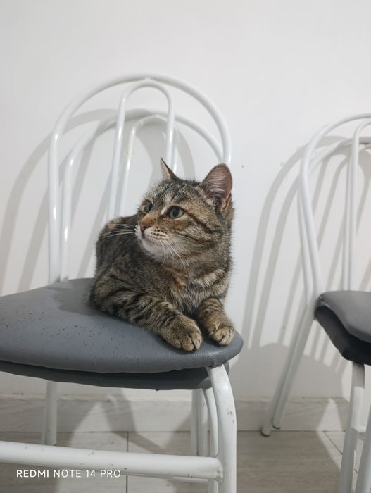 Кошка в добрые руки