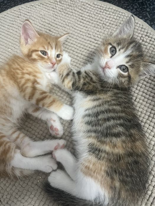 Отдам котят в добрые руки