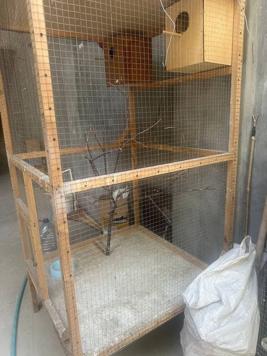 Toti qush kabutarlar uchun tayyor in bor boyi 2mertdan oshiq