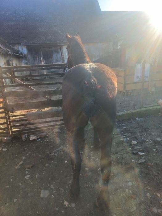 Iapa de 8 ani garantata