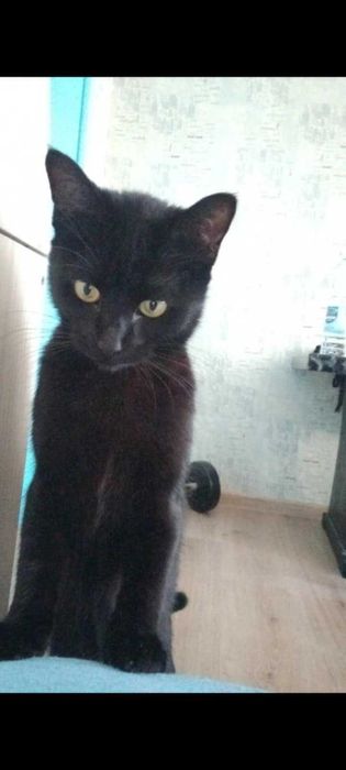 Черна принцеса ! Котенце любящо и търси своя нов дом.Поемам пътя !