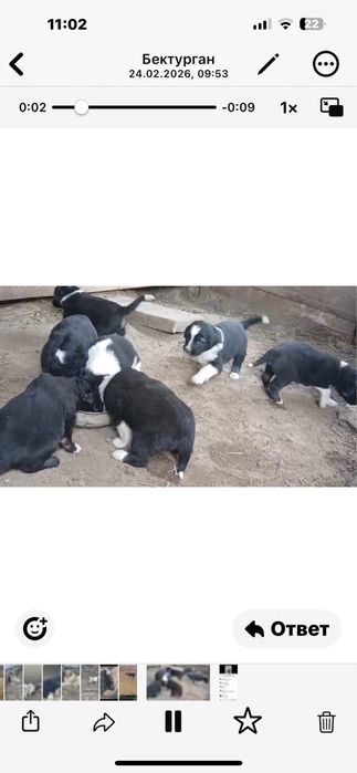 Тобет( Қазақы ит) күшіктер