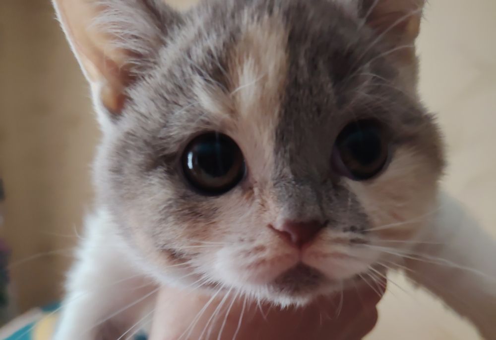 Селкирк Рекс котёнок, девочка