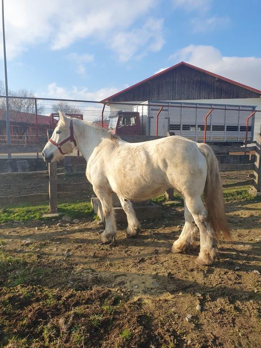 Vand Iapă ungurească
