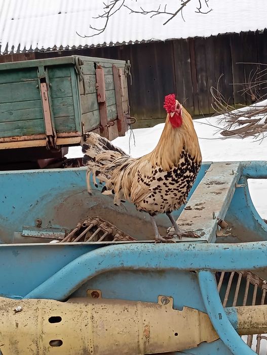 Pereche de găini hamburg