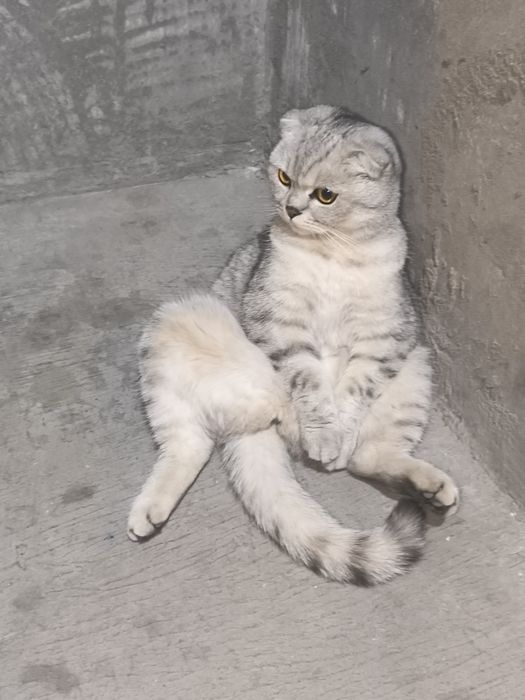 Mushuk scottish fold