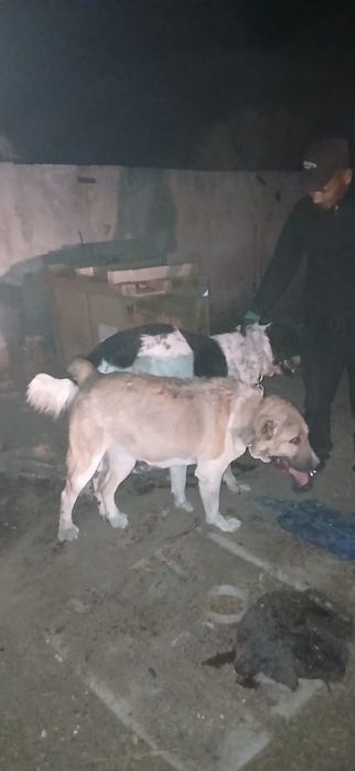 Кушік сатылады тобет 50мың