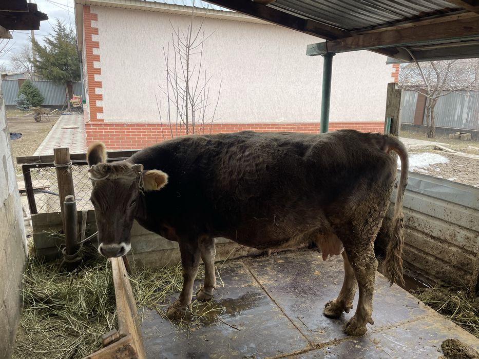 Сутты сиыр сатылады.