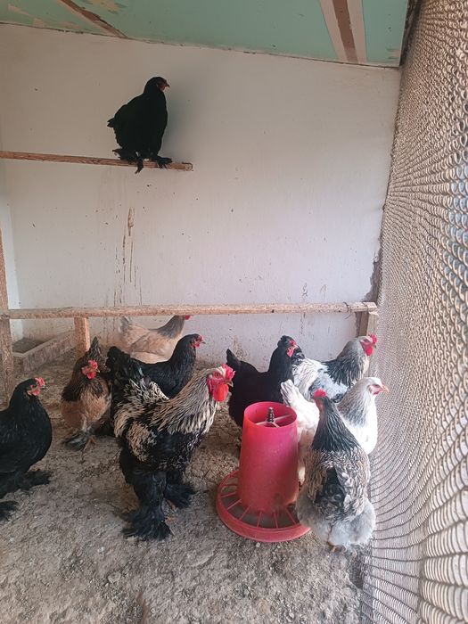 Брама хуроз товуклари билан сотилади