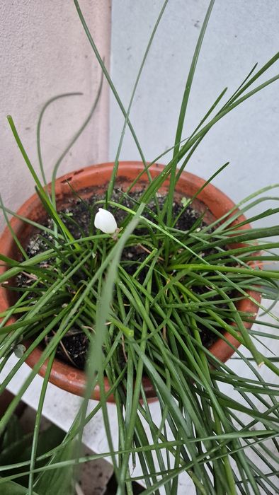 Zephyranthes(crin de ploaie)