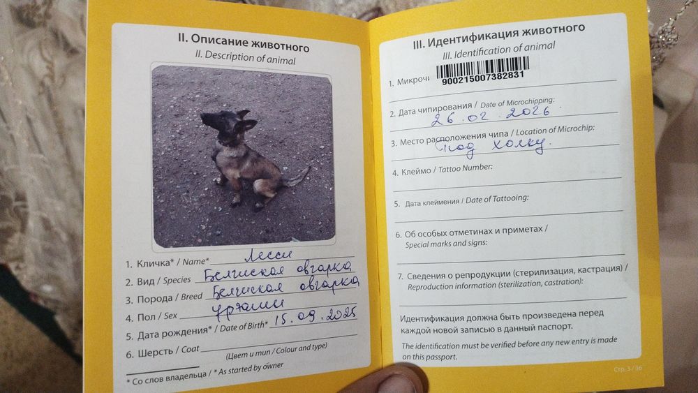 бельгиский овчярка