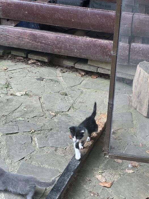 pisici 5 saptamani donat