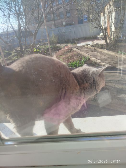 Найден британский кот