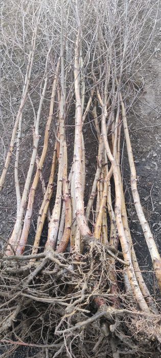 Puieți de mesteacăn înălțimea 2 metri