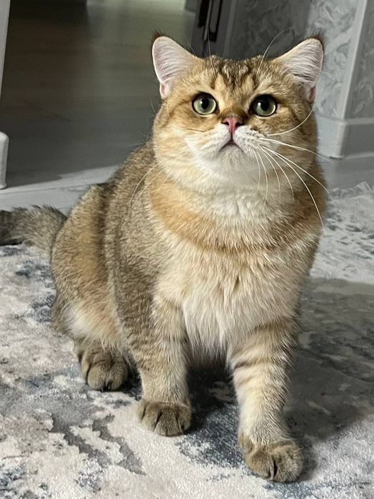 Британский чистокровный мальчик золотая шиншилла