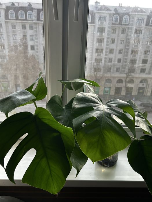 Черенки монстеры деликатной