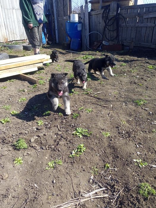 Щенки Восточно-европейской овчарки