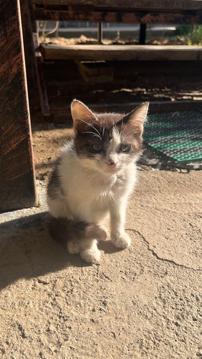 Котёнок бесплатно