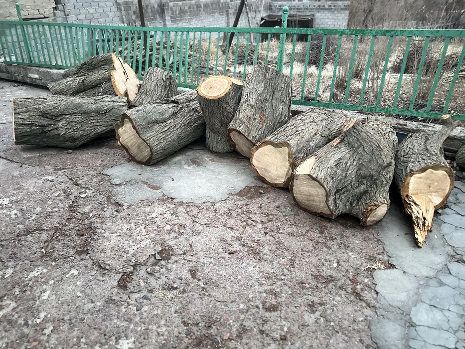 Ўрик дарахти сал кам 70 йиллик таййор кесилган!