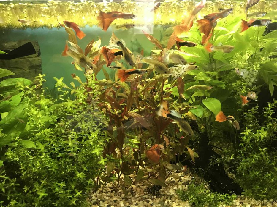 Vând acvariu dotat!