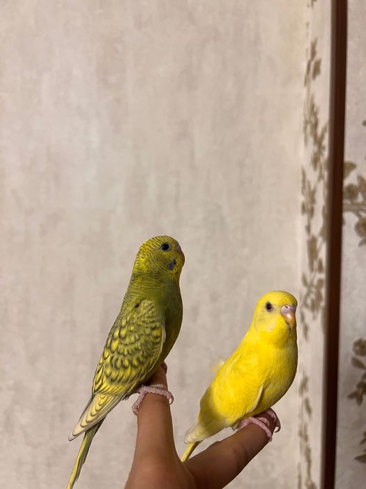 Qushlar Valnisti волнистый попугай valnistiy to’tiqush под чех