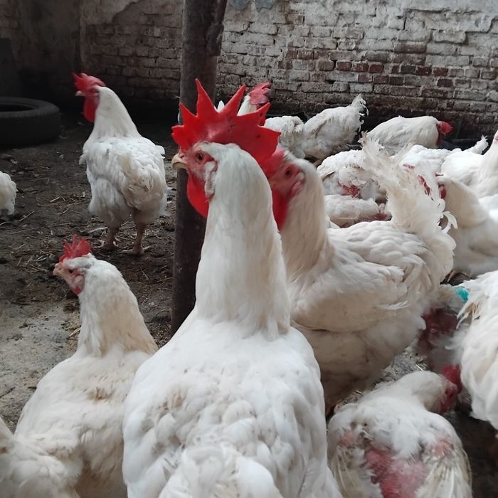 Cocoși albi de vanzare