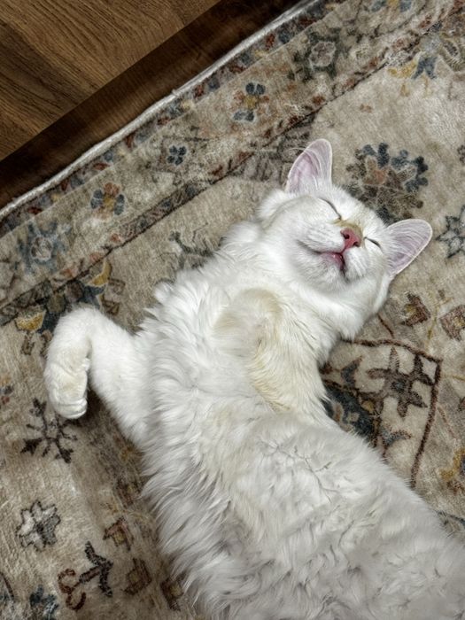 Отдам в добрые руки  котика